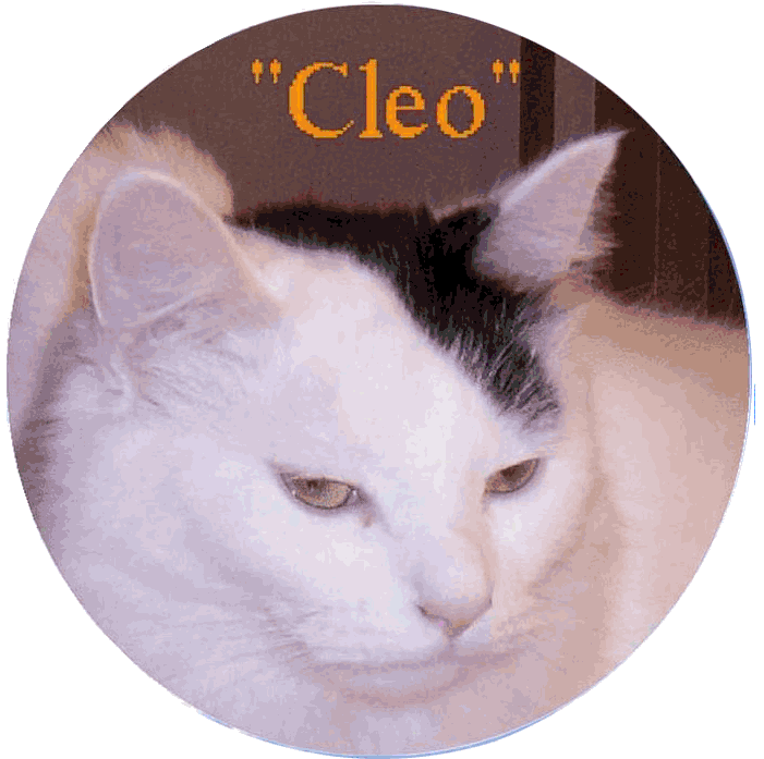 Cleo at the Rainbow Bridge